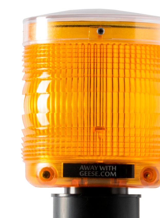 Detail of Away With Geese light