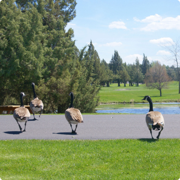 Geese Deterrent Products - Away With Geese
