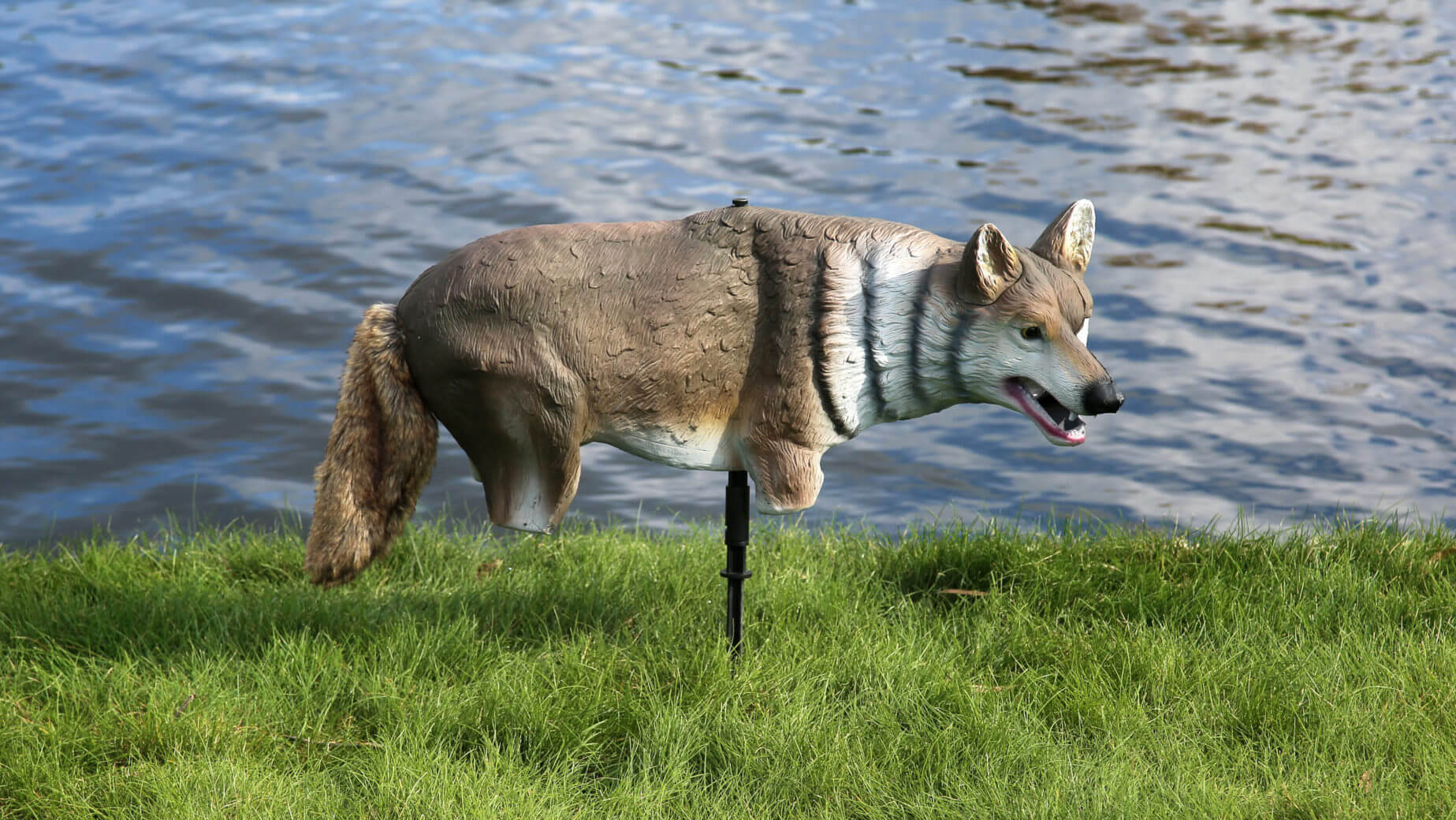 Decoy of a Plastic Wolf or Coyote decoy to keep geese, ducks and other birds away from a newly renovated park outdoors.
