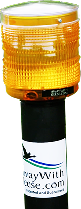 Away with Geese product light with a transparent background
