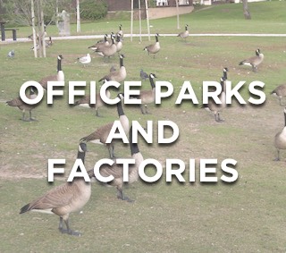 Keeping Geese From Commercial Properties