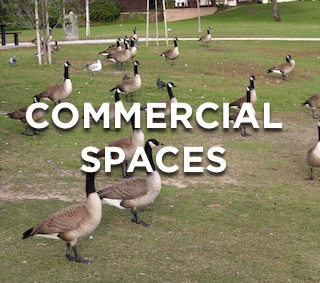 Keeping Geese From Commercial Properties