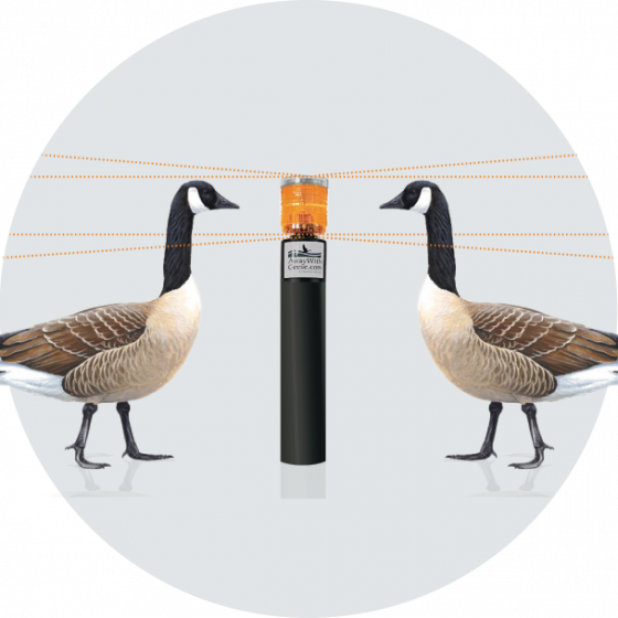 The eye-level of geese compared to an Away With Geese unit