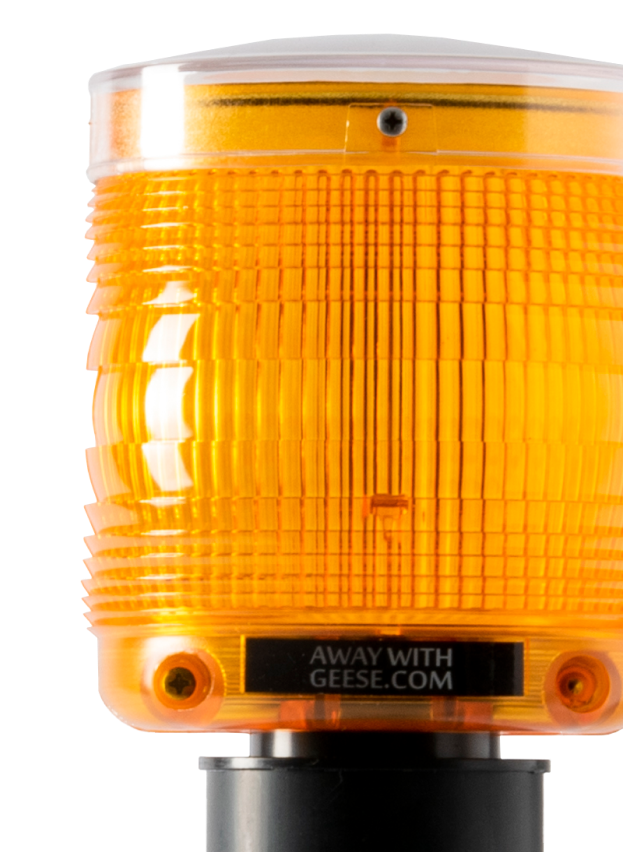 Detail of Away With Geese light