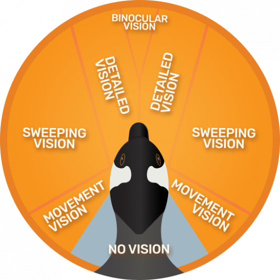 Chart showing geese range-of-vision