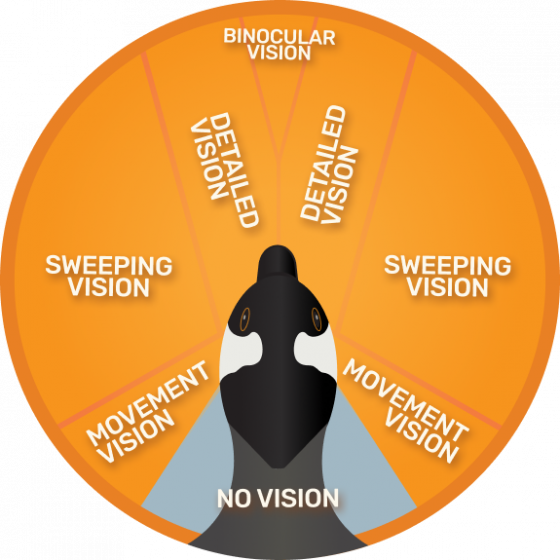 Chart showing geese range-of-vision