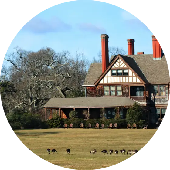 Geese on residential lawn