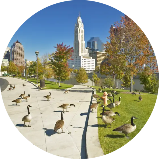 Geese ruining city park