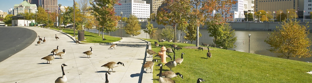Geese Infesting a Public Space